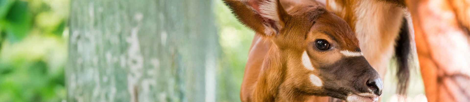 Visite guidée : Naissances et programmes d’élevage au zoo